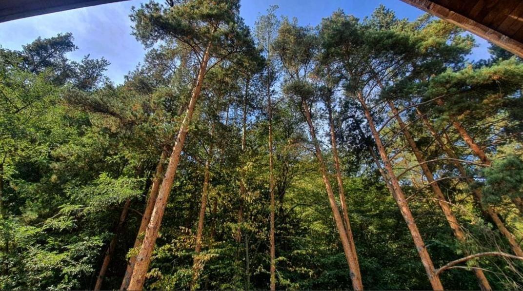 Pensiunea Bety Tutulesti Esterno foto